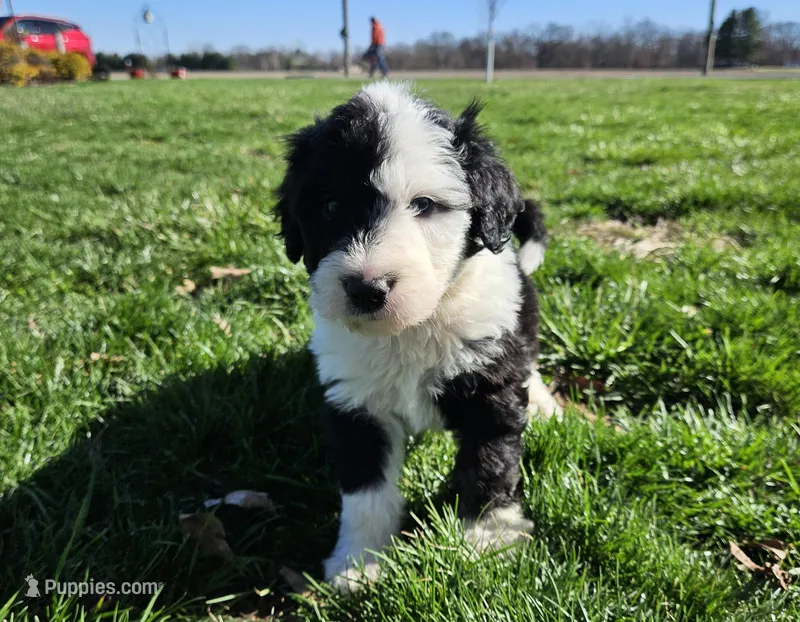 BOY 1 – Sheepadoodle, Poodle - Standard  puppy for sale in Pana, IL