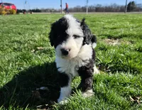 BOY 1, a male Sheepadoodle and Poodle - Standard  for sale in Pana, IL – Photo 1 of 6