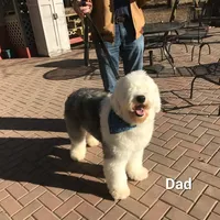 BOY 1, a male Sheepadoodle and Poodle - Standard  for sale in Pana, IL – Photo 4 of 6