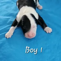BOY 1, a male Sheepadoodle and Poodle - Standard  for sale in Pana, IL – Photo 6 of 6