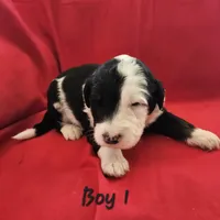 BOY 1, a male Sheepadoodle and Poodle - Standard  for sale in Pana, IL – Photo 2 of 6