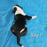 BOY 1, a male Sheepadoodle and Poodle - Standard  for sale in Pana, IL – Photo 3 of 6