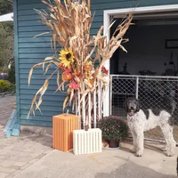 BOY 1, a male Sheepadoodle and Poodle - Standard  for sale in Pana, IL – Photo 5 of 6