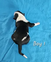 processed/bbefaa76-7e9a-470a-a613-47832ee7649e/listing/18c505c1-e35a-49d4-81d9-b33efaef376f/f414352a-b9ce-4a98-8063-99f09f78e73f