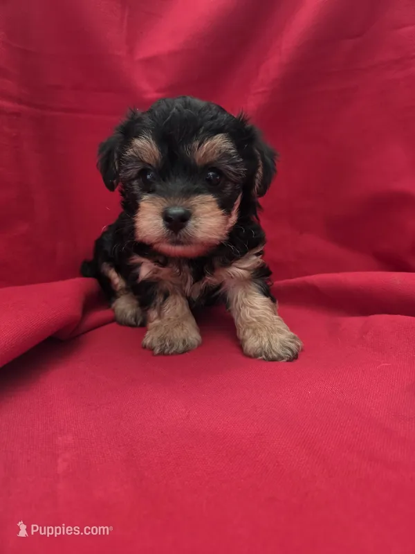 Big Boy 2 – Yorkipoo puppy for sale in Pana, IL