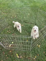 Girl 1, a female Maltese for sale in Pana, IL – 3 of 3