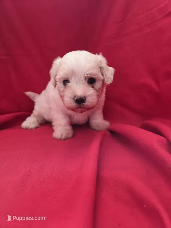 Maltipoo boy 2 – Maltipoo puppy for sale in Pana, IL