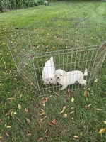 Girl 2, a female Maltese for sale in Pana, IL – 3 of 3