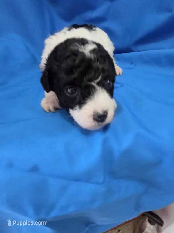 Boy 2 – Poodle - Toy  puppy for sale in Pana, IL