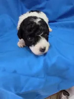Boy 2, a male Poodle - Toy  for sale in Pana, IL – 1 of 4