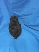 Boy 3, a male Poodle - Toy  for sale in Pana, IL – 2 of 3