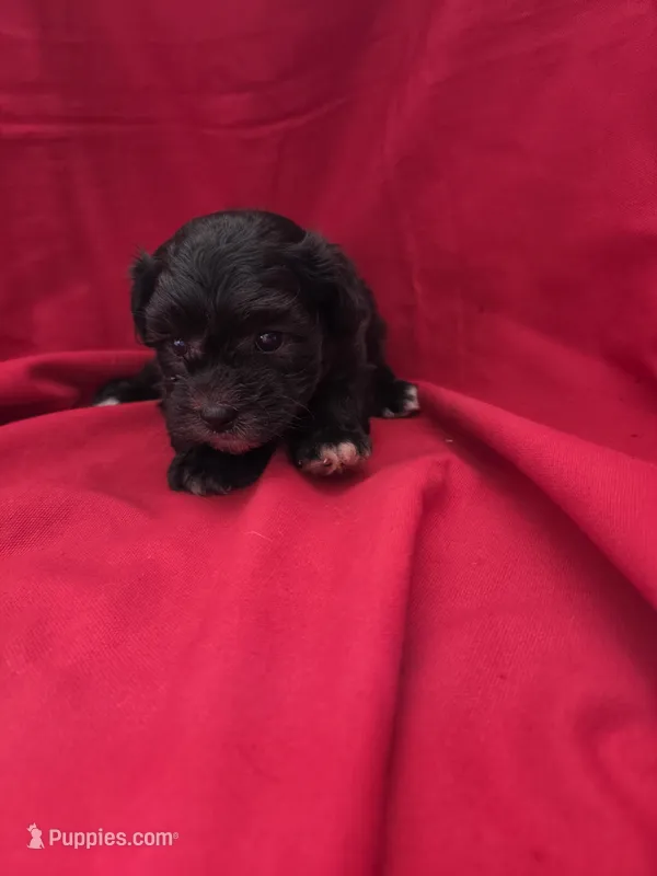 Maltipoo boy 1 – Maltipoo puppy for sale in Pana, IL