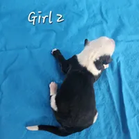 Girl 2, a female Sheepadoodle and Poodle - Standard  for sale in Pana, IL – Photo 5 of 8