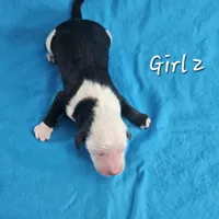 Girl 2, a female Sheepadoodle and Poodle - Standard  for sale in Pana, IL – Photo 3 of 8