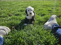 Girl 2, a female Sheepadoodle and Poodle - Standard  for sale in Pana, IL – Photo 8 of 8