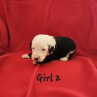 Girl 2, a female Sheepadoodle and Poodle - Standard  for sale in Pana, IL – Photo 4 of 8