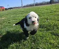 Girl 2, a female Sheepadoodle and Poodle - Standard  for sale in Pana, IL – Photo 2 of 8