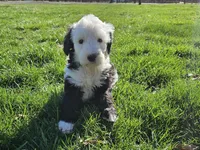 Girl 2, a female Sheepadoodle and Poodle - Standard  for sale in Pana, IL – Photo 1 of 8