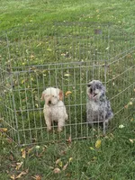 Boy 2, a male Poodle - Toy  for sale in Pana, IL – 4 of 4
