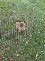 Big Boy 2, a male Yorkipoo for sale in Pana, IL – 4 of 4