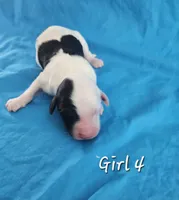 processed/bbefaa76-7e9a-470a-a613-47832ee7649e/listing/8b17299e-06f5-44b2-a9fc-2eb2ef0ab30a/fbbf65d2-b011-461e-8a24-583405b195e5