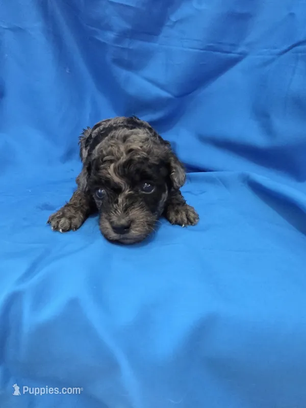 Boy 1 – Poodle - Toy  puppy for sale in Pana, IL