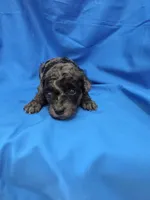 Boy 1, a male Poodle - Toy  for sale in Pana, IL – 1 of 3