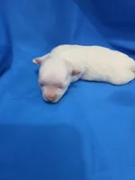 Girl 1, a female Maltese for sale in Pana, IL – 2 of 3