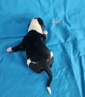 processed/bbefaa76-7e9a-470a-a613-47832ee7649e/listing/a81e1eaf-8df1-493f-8ab5-18da8afa3d85/75eb46a2-ab24-48fe-bf4b-0d7f9b7d7616