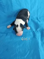 processed/bbefaa76-7e9a-470a-a613-47832ee7649e/listing/a81e1eaf-8df1-493f-8ab5-18da8afa3d85/c6eb6554-ddd3-4544-ae63-2631d932e72c