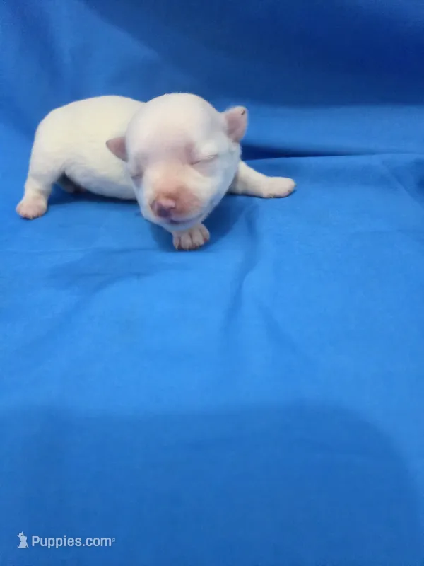 Girl 1 – Maltese puppy for sale in Pana, IL