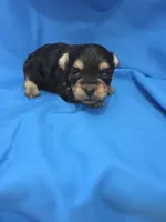 Big Boy 2, a male Yorkipoo for sale in Pana, IL – 2 of 4