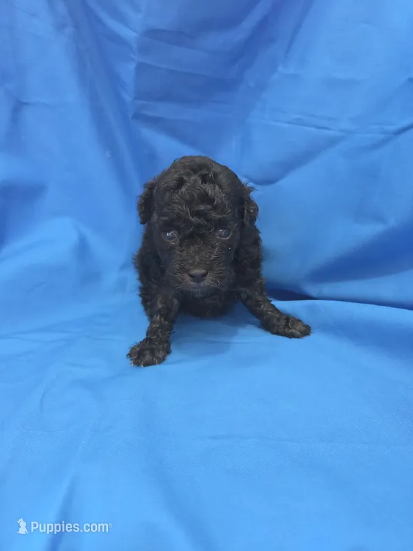 Boy 3 – Poodle - Toy  puppy for sale in Pana, IL