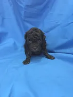 Boy 3, a male Poodle - Toy  for sale in Pana, IL – 1 of 3