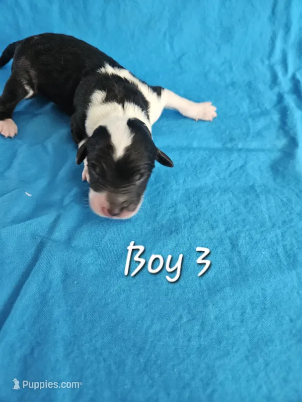 Boy 3