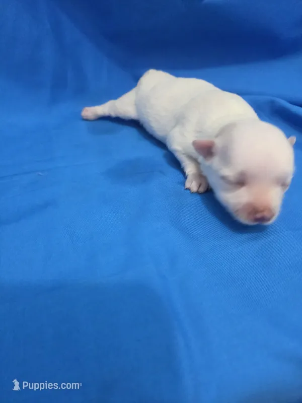Girl 2 – Maltese puppy for sale in Pana, IL