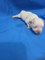 Girl 2, a female Maltese for sale in Pana, IL – 1 of 3