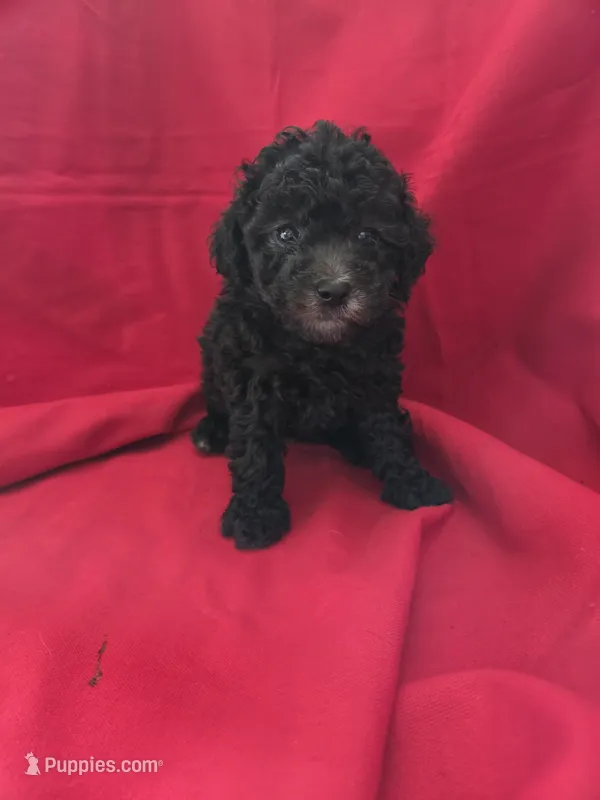 Boy 3 – Poodle - Toy  puppy for sale in Pana, IL