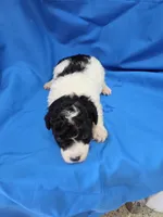 Boy 2, a male Poodle - Toy  for sale in Pana, IL – 2 of 4