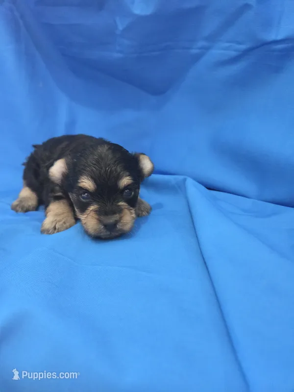 Big Boy 2 – Yorkipoo puppy for sale in Pana, IL