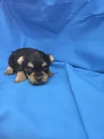 Big Boy 2, a male Yorkipoo for sale in Pana, IL – 1 of 4