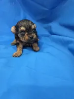 Boy 1 , a male Yorkipoo for sale in Pana, IL – 2 of 4
