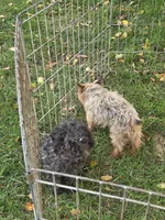 Boy 1 , a male Yorkipoo for sale in Pana, IL – 3 of 4