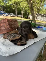 Blue male , a male Boykin Spaniel for sale in Westminster, SC – Photo 4 of 5