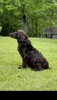 Blue male , a male Boykin Spaniel for sale in Westminster, SC – Photo 5 of 5