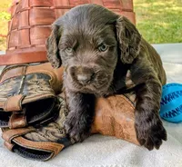 Blue male , a male Boykin Spaniel for sale in Westminster, SC – Photo 2 of 5