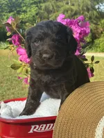 Purple, a female Boykin Spaniel for sale in Westminster, SC – Photo 6 of 6