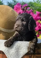 Purple, a female Boykin Spaniel for sale in Westminster, SC – Photo 4 of 6