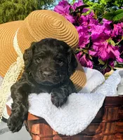 Purple, a female Boykin Spaniel for sale in Westminster, SC – Photo 1 of 6