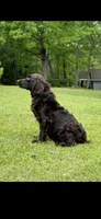 Pink female, a female Boykin Spaniel for sale in Westminster, SC – Photo 7 of 7